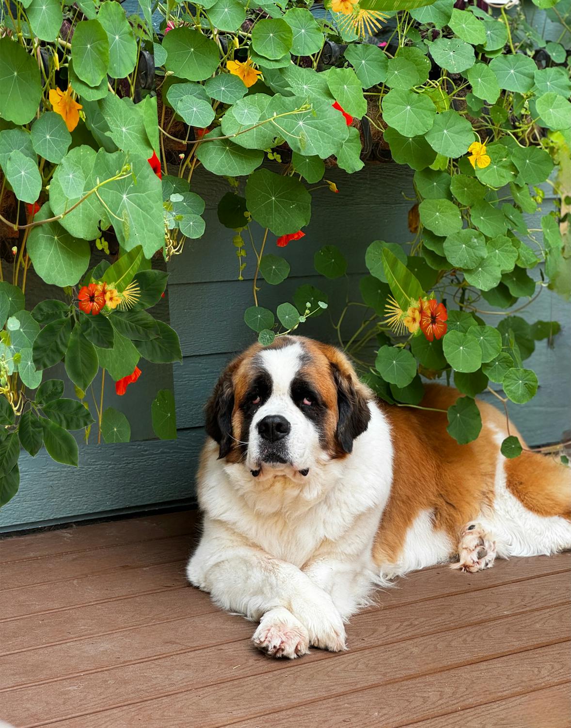 The key is recognizing your dog’s unique way of expressing their bond.