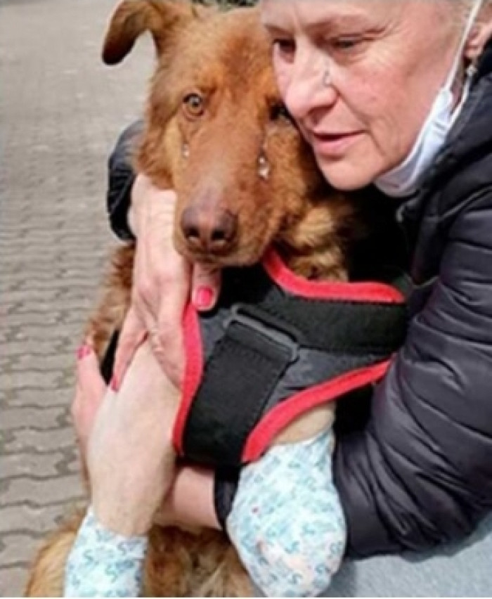 The Puppy Was Fully Dependent on the Staff During the Treatment Process