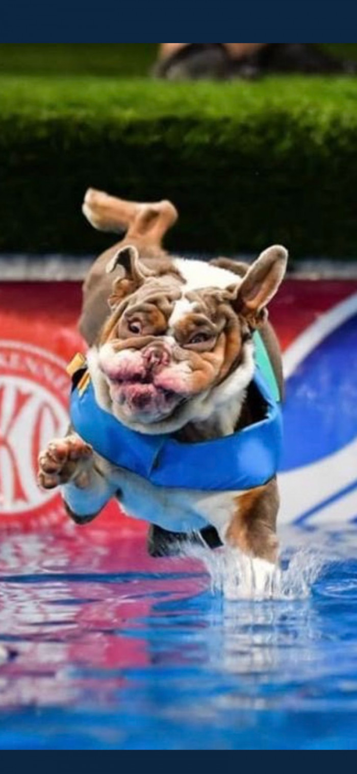 11. Dogs can run at an average speed of 15 to 20 mph.