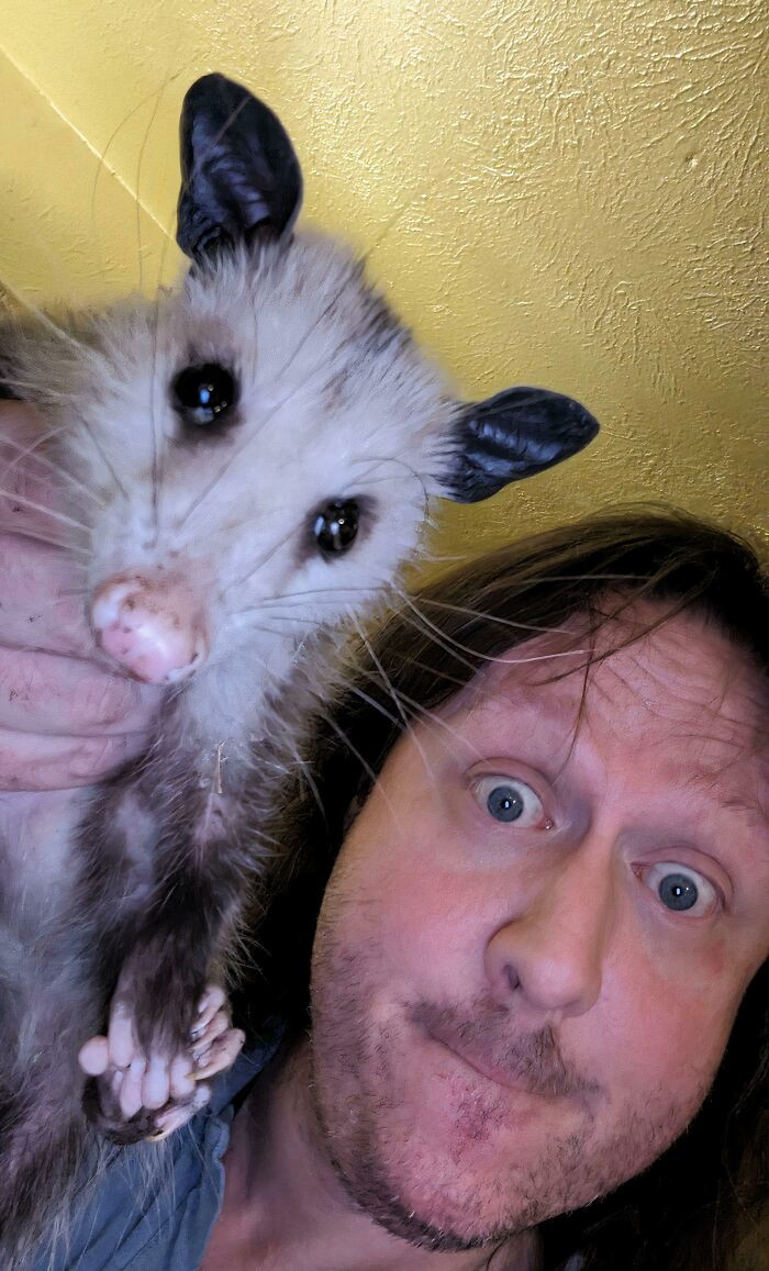 "I Raise You Possum Buddy Saved From The Dogs"