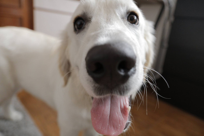 This is Bailey. He loves humans and other animals. The friendly Golden Retriever found himself in the unexpected role of a surrogate father when his home became a temporary refuge for four baby bunnies.