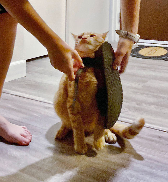 24. Sandals Are His Favorite Toy. Until He Gets Stuck And I Have To Save Him