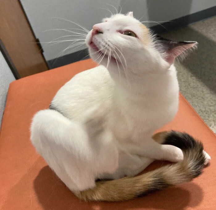 18. “Now it’s my cat. Needs a name though so I can stop calling her ’the cat.’”