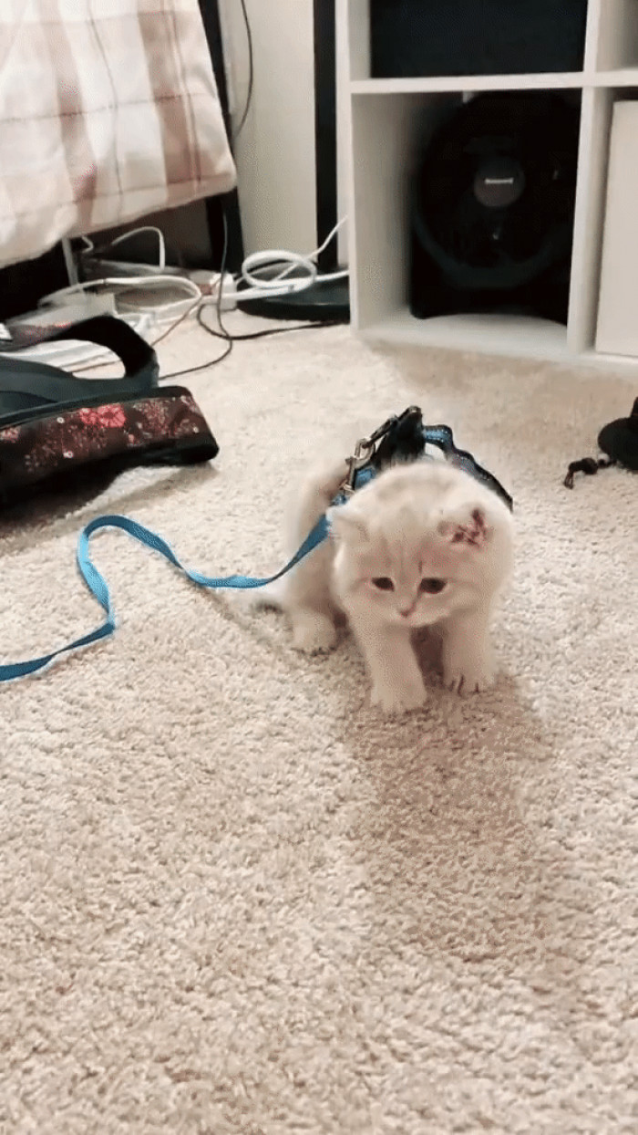 His first attempt with the new contraption ended up being the cutest flop of all time!