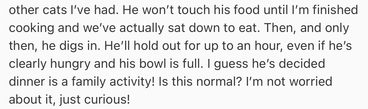Interestingly, this cat has a habit of not touching its food until OP is done cooking and has sat down to eat their own meal