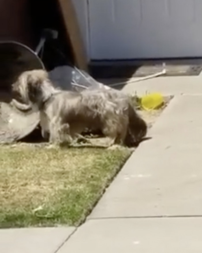 He finally gave up looking and sat in their front yard, looking as sad as ever
