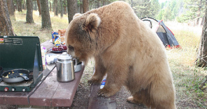 The grizzly bear is enjoying his picnic