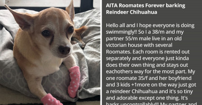 Redditor Has A Problem With Roommate’s Chihuahua That Simply Won’t Stop Barking And Going For His Ankles