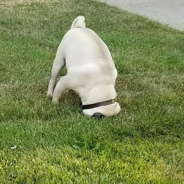 "My Favorite Picture Of My Pug. There Is Not A Hole In The Grass"