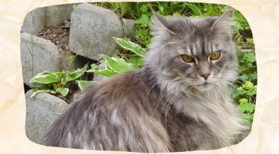 Maine Coon Colors and Patterns: A Practical Guide to the Breed’s Coats