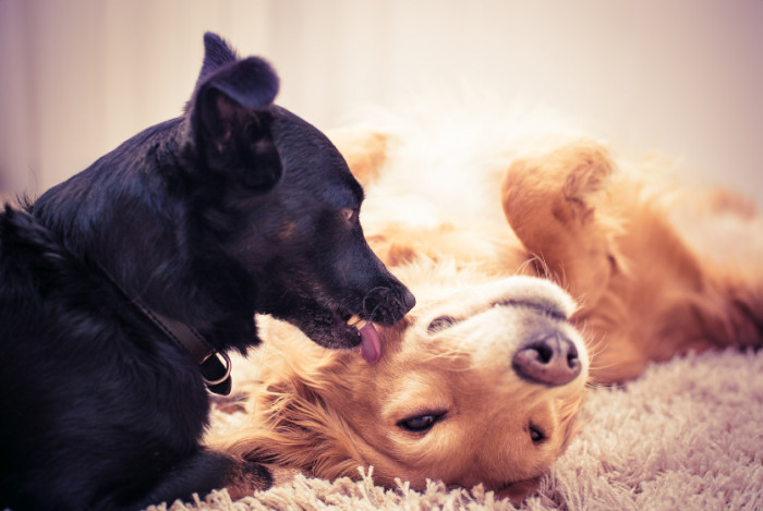 9. She felt the love throughout the years of owning dogs