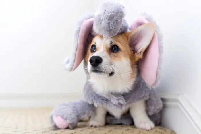 1. As great pup parents, you should support them in whatever they want to be.