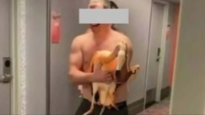 Police footage and investigation related to flamingo torture allegations, bail conditions announced