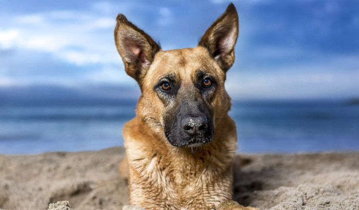 Male Spanish Dog Names