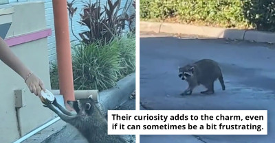 From Mischief To Fame—Raccoon Becomes TikTok Sensation