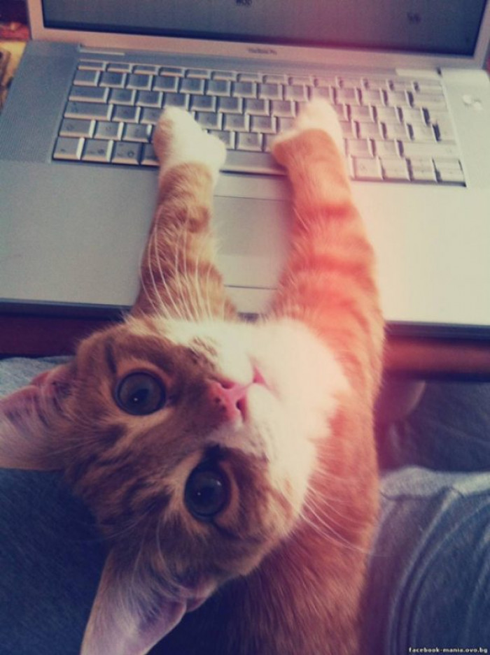 13. Here, let me watch you while I occupy your laptop.