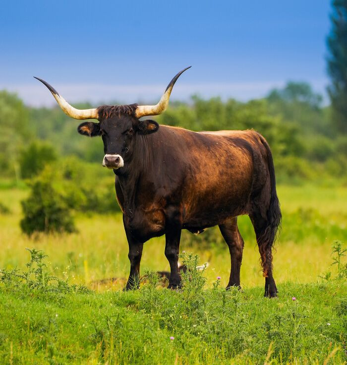 Aurochs - Extinct 1627
