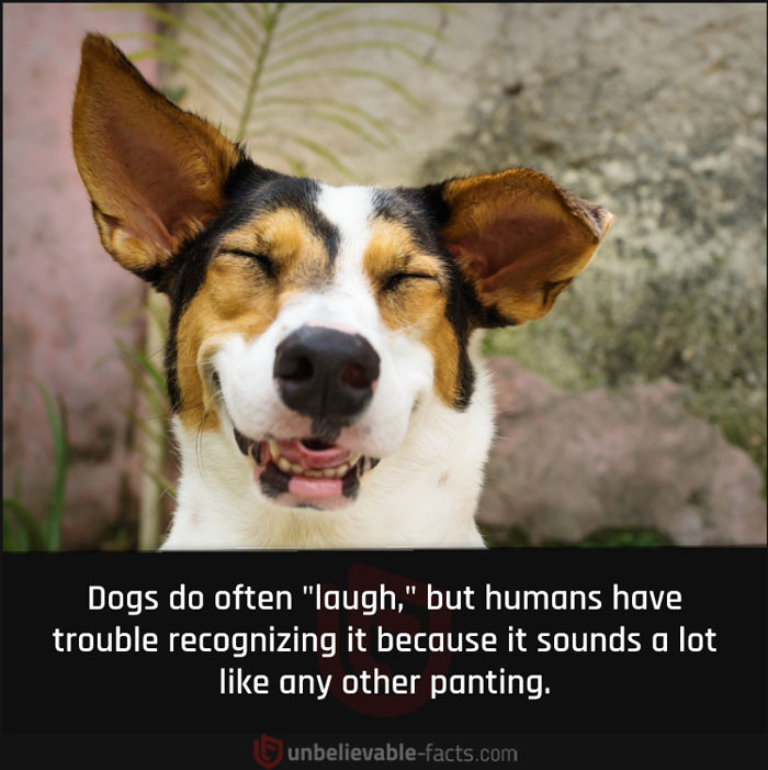 37. Dogs do laugh