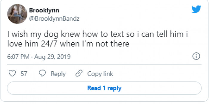 7. Dogs learn fast. Try it...