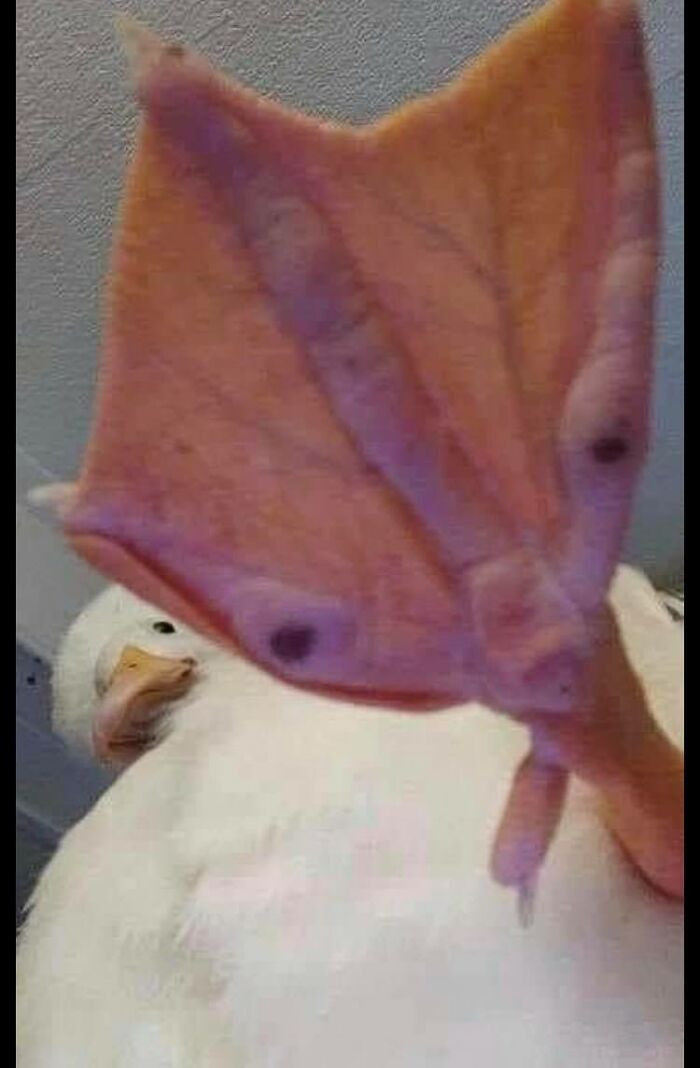 36. Talk to the foot.