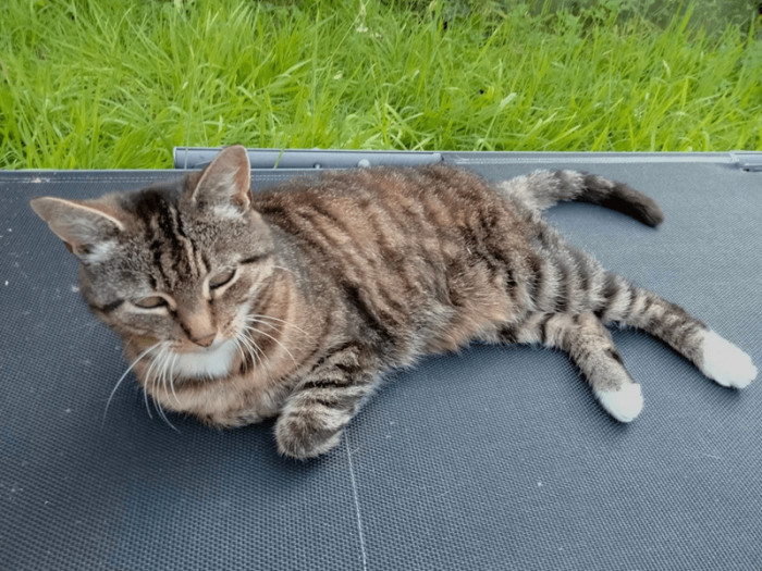 12. This cat was so small when he got adopted.