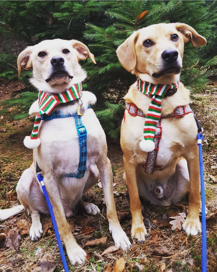 It was like watching a show during their time in the shelter, where the dogs would run around and run towards her sons to show affection