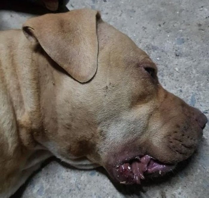 Nong Horm Rose to Fame After Defeating a Snake in Her Family’s Yard