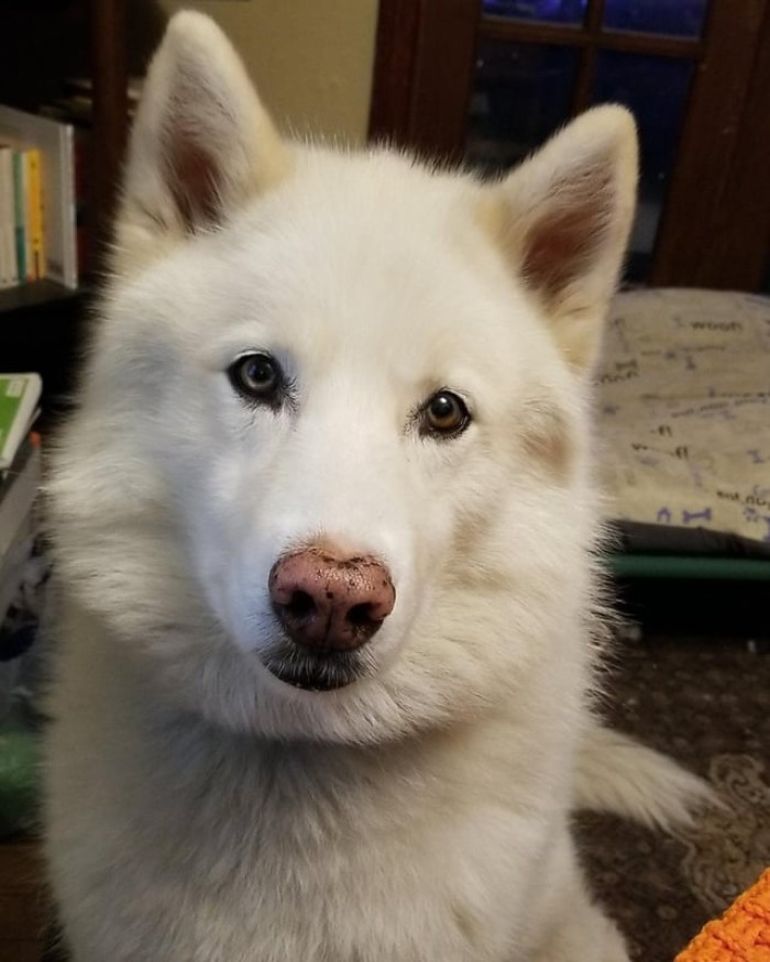 The OP paid her dog tax, and here it is