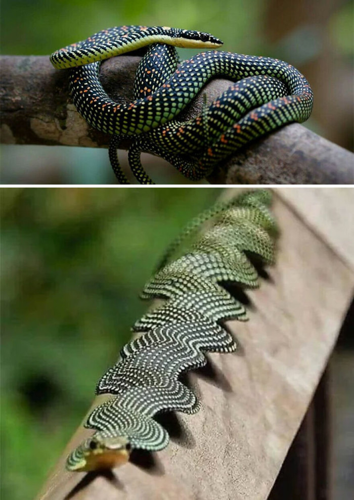 The Paradise Flying Snake (Chrysopelea Paradisi) Can Flatten Its Body To Glide Between Trees Like A Flying Squirrel