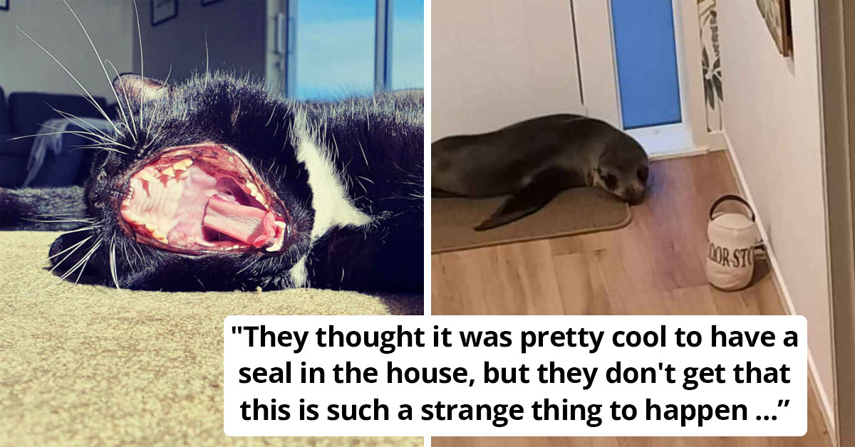 A Baby Fur Seal Breaks Into A New Zealand Home, Terrorizes The Cat Who