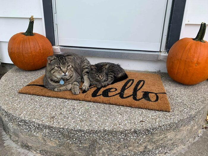 21. This Feral Kitten Wandered Into My Yard A Few Weeks Ago And Has Decided It Lives Here. My Grumpy Old Tom Cat Has Taken Her In As His Own!