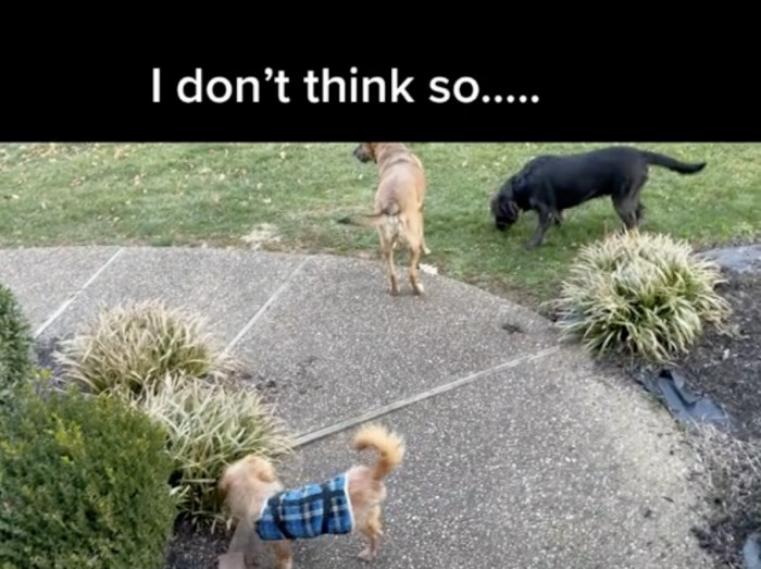 He has found his pack