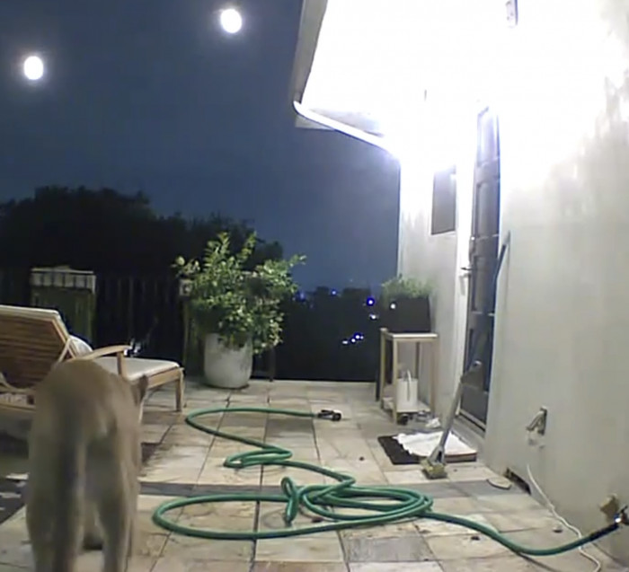 Kevin has made an Instagram account documenting the animals that pass through his L.A. home