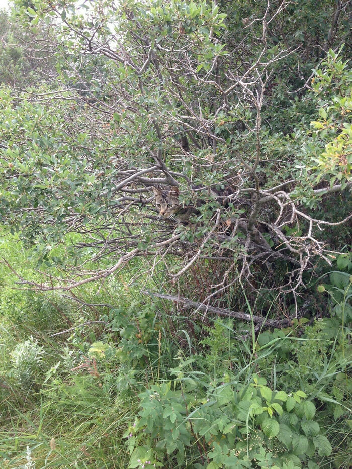 8. Was Out Picking Raspberries When I Heard Rustling In The Bushes Behind Me