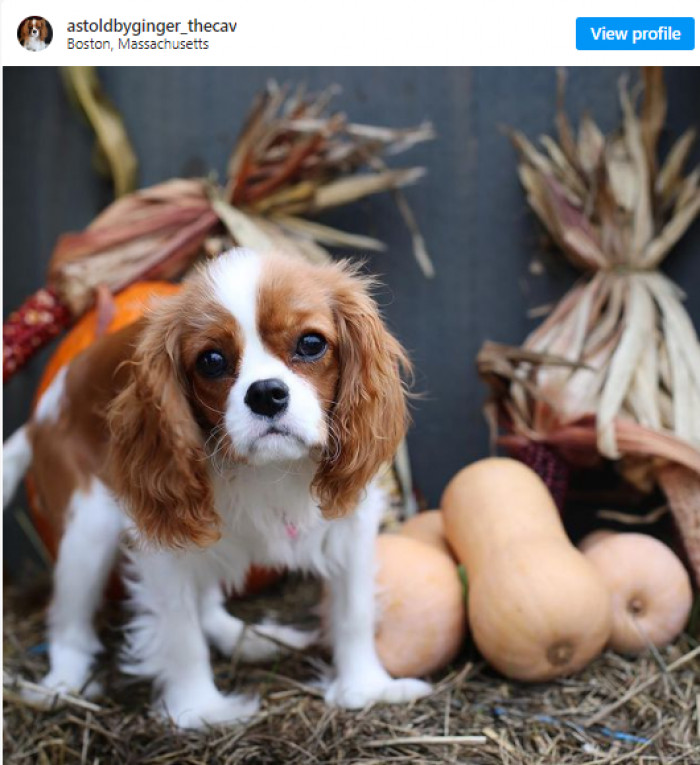 2. Ginger loves butternut squash.
