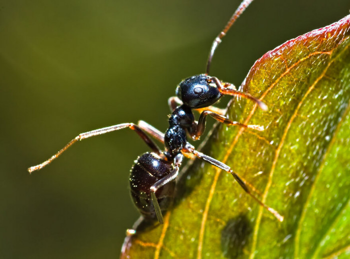 5. And oh, ants do have their leg day, I guess