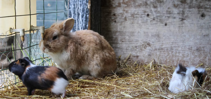 Small Poultry and Rabbits