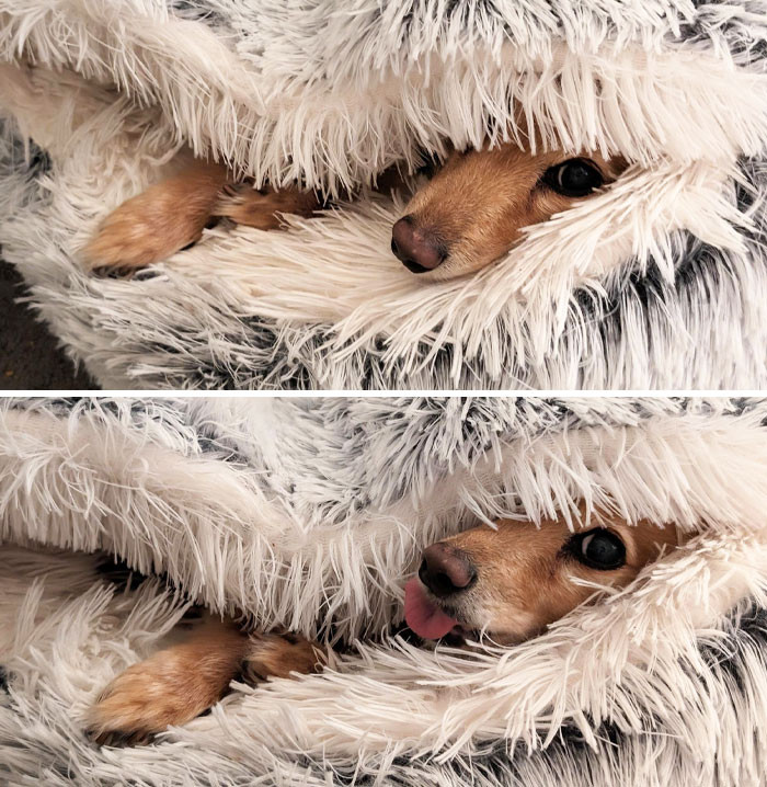 "I'm Glad My Dachshund Loves Her Bed, But She's Literally In It 20 Hours A Day"