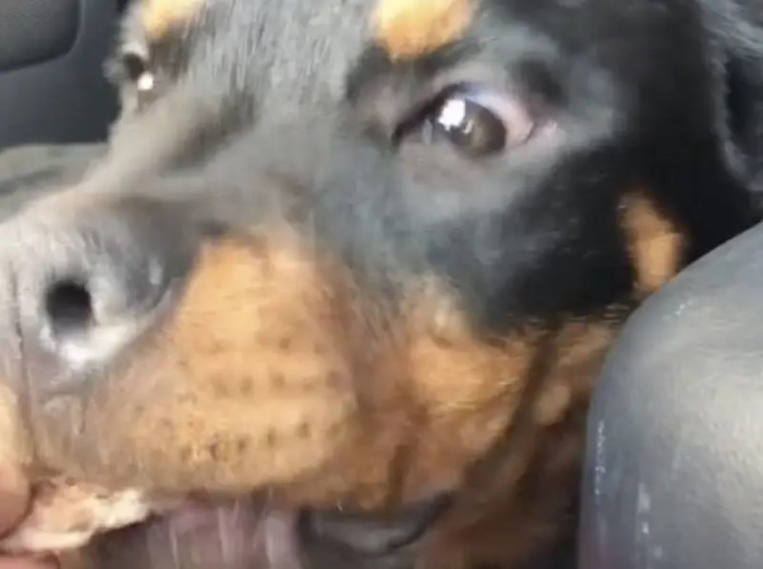 5. Even the Comfort of a Car Is Not Enough to Keep This Dog from Missing Out on His Favorite Treat.