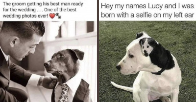 23 Hilarious Posts Showing That Cats and Dogs Are the Best Things to Happen to Anyone