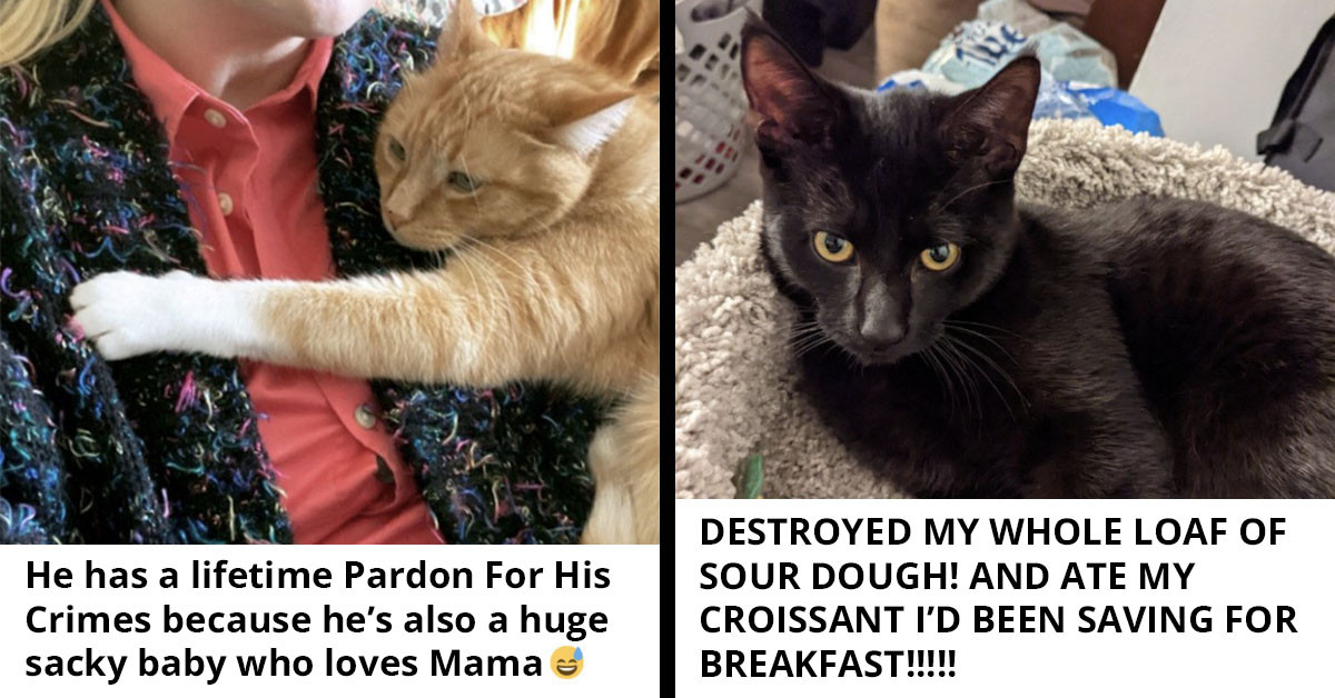 30 Funny Stories Of Cats Who Are Complete Criminals And Enjoy Causing Chaos In Their Loving Homes