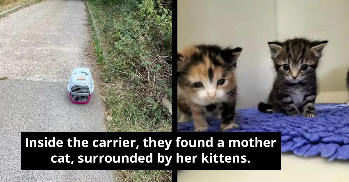 Animal Centre Workers Find Abandoned Cat Carrier In Their Driveway
