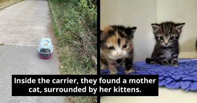 Animal Centre Workers Find Abandoned Cat Carrier In Their Driveway