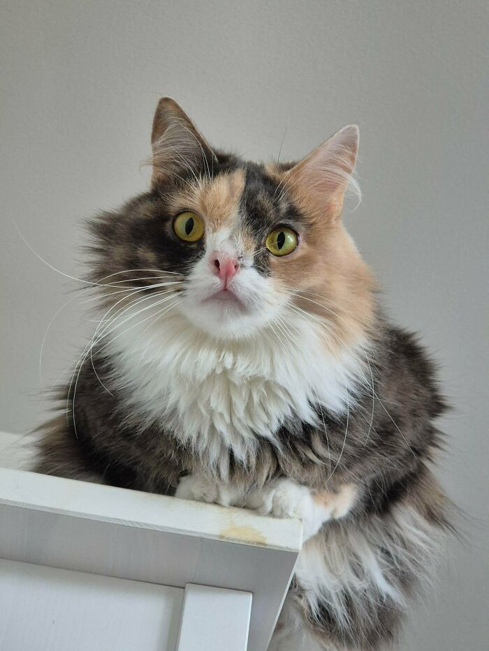 "Our Cat With An Extra Chromosome"
