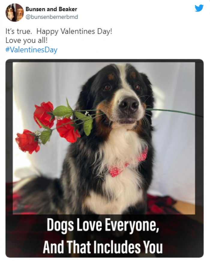 16. What can compare to the love a dog has for its owner?