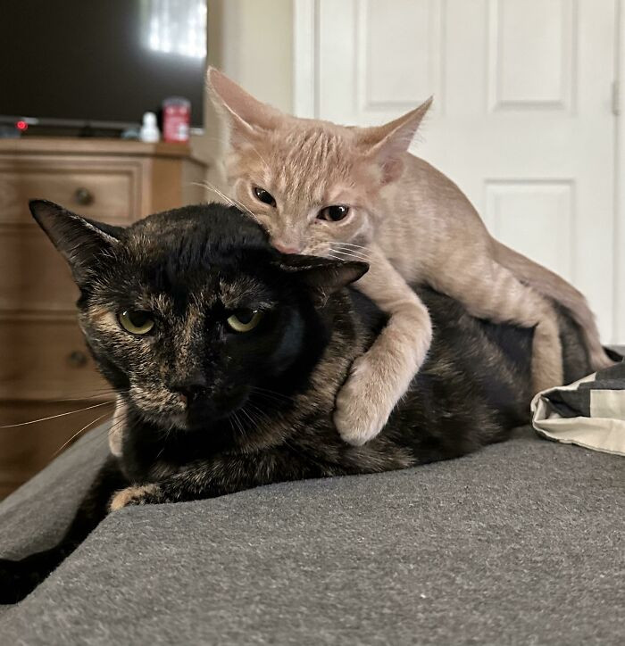 "Cheese Being A Jerk To His Big Sister While She Tolerates It"