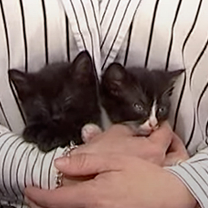 She also posted in animal rescue groups looking for a litter of abandoned kittens that could act as surrogates for Cricket