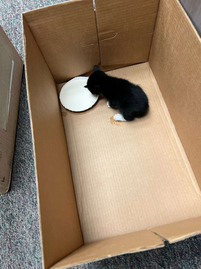 “The counseling staff and a student office aide were in disbelief as our awesome campus maintenance man, Jake, was able to locate them and cut them out of the ceiling,” he added.