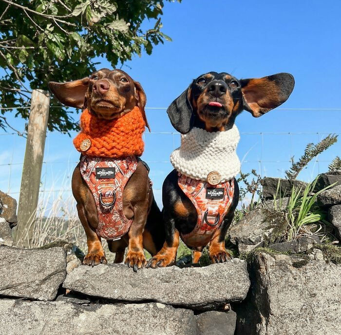 "We Would Tell You Our Autumn Joke, But You Probably Wouldn’t Fall For It"