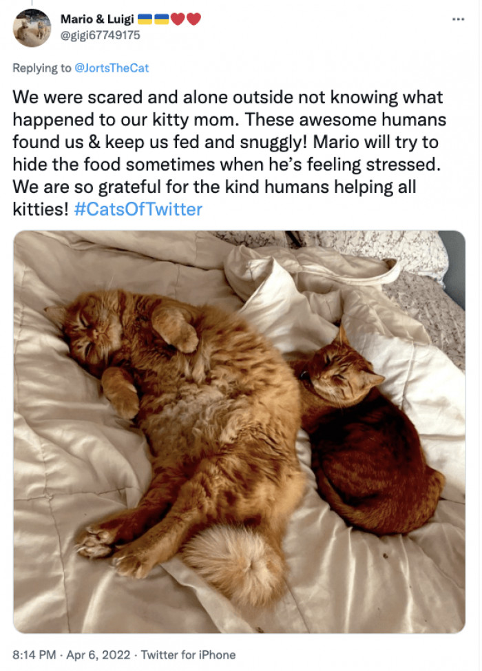 Even if they get stressed, they will love you kind humans when you show them the love they deserve.